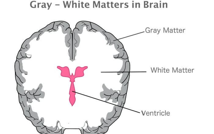Gray matter, white matter, and ventricles in the human brain