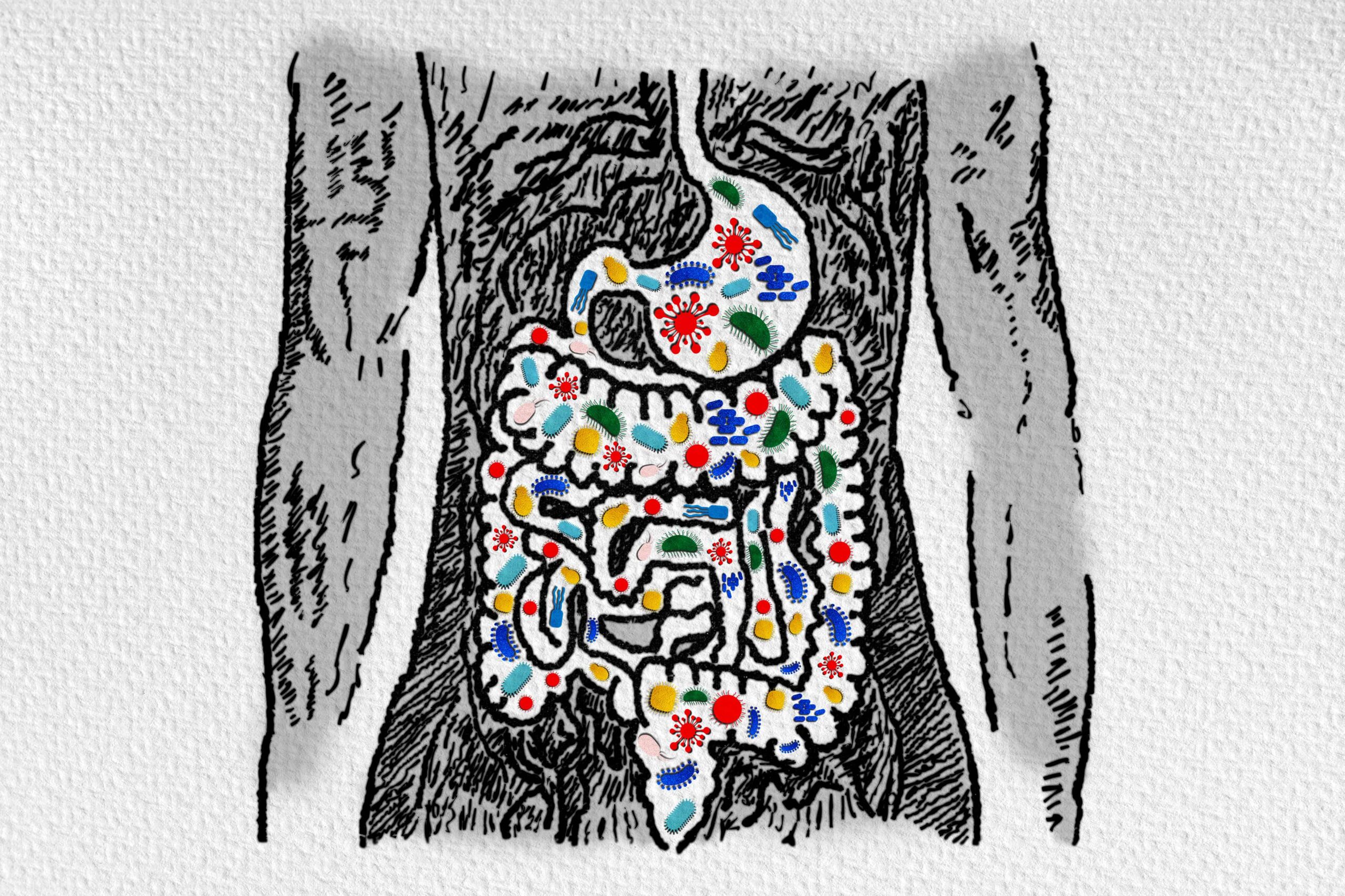 Black and white drawing for human torso with multicolored bacteria and yeasts in digestive tract