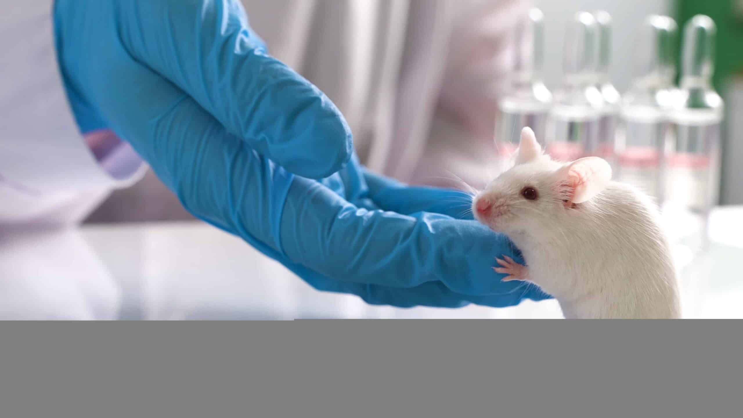testing drugs and vaccine on mice