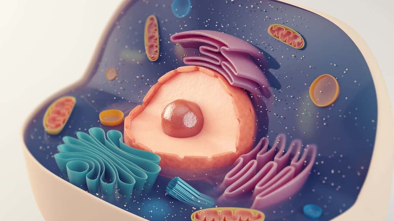 view of cell organs including the nucleus, mitochondria, and more