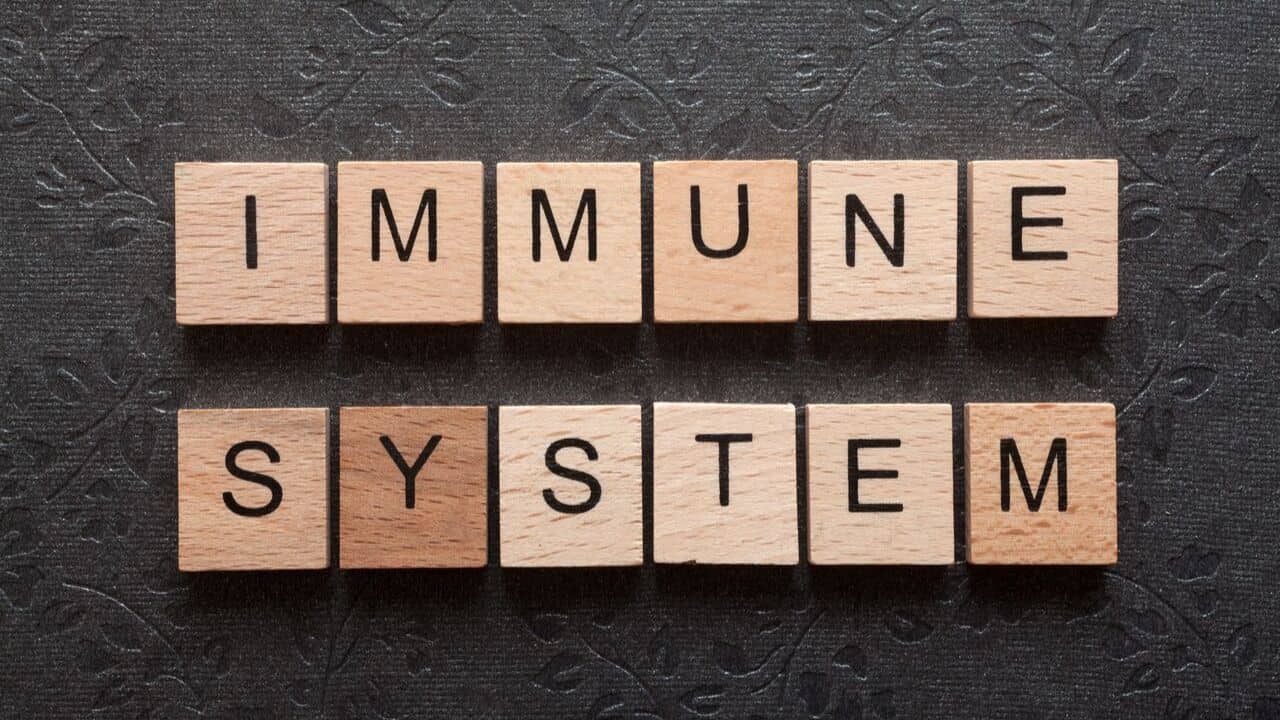 Wooden cube with the word "immune system" engraved on it